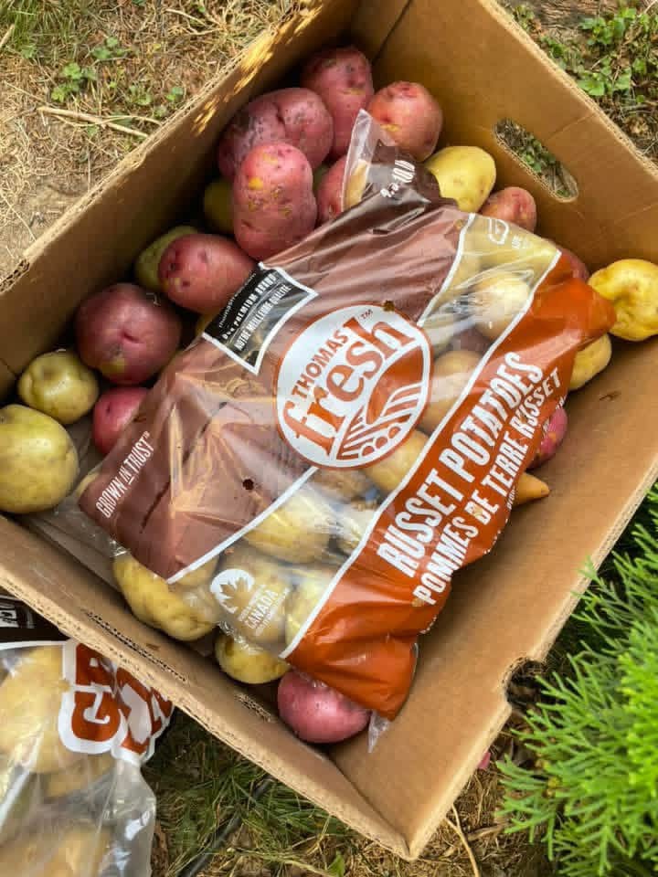 A box of fresh potatoes
